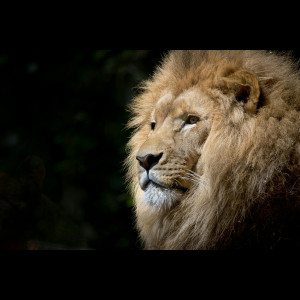 krie9er's avatar