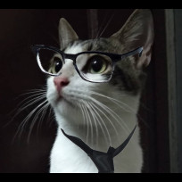 star-cat's avatar