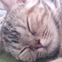 Maruu liked this conversation.