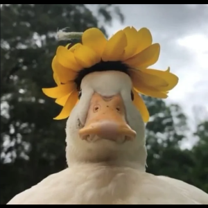 bencepentek's avatar