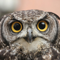 overthinking-owl's avatar