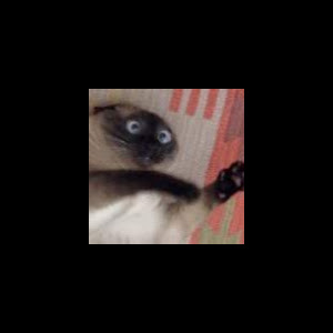 pedrochais's avatar