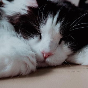 Romflz's avatar